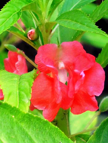 Red balsam flower
